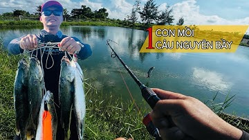 CÂU LURE CÁ CHẼM. BẮT CẢ Ổ CÁ VỚI CHỈ MỘT CON MỒI. Dương Quốc Việt