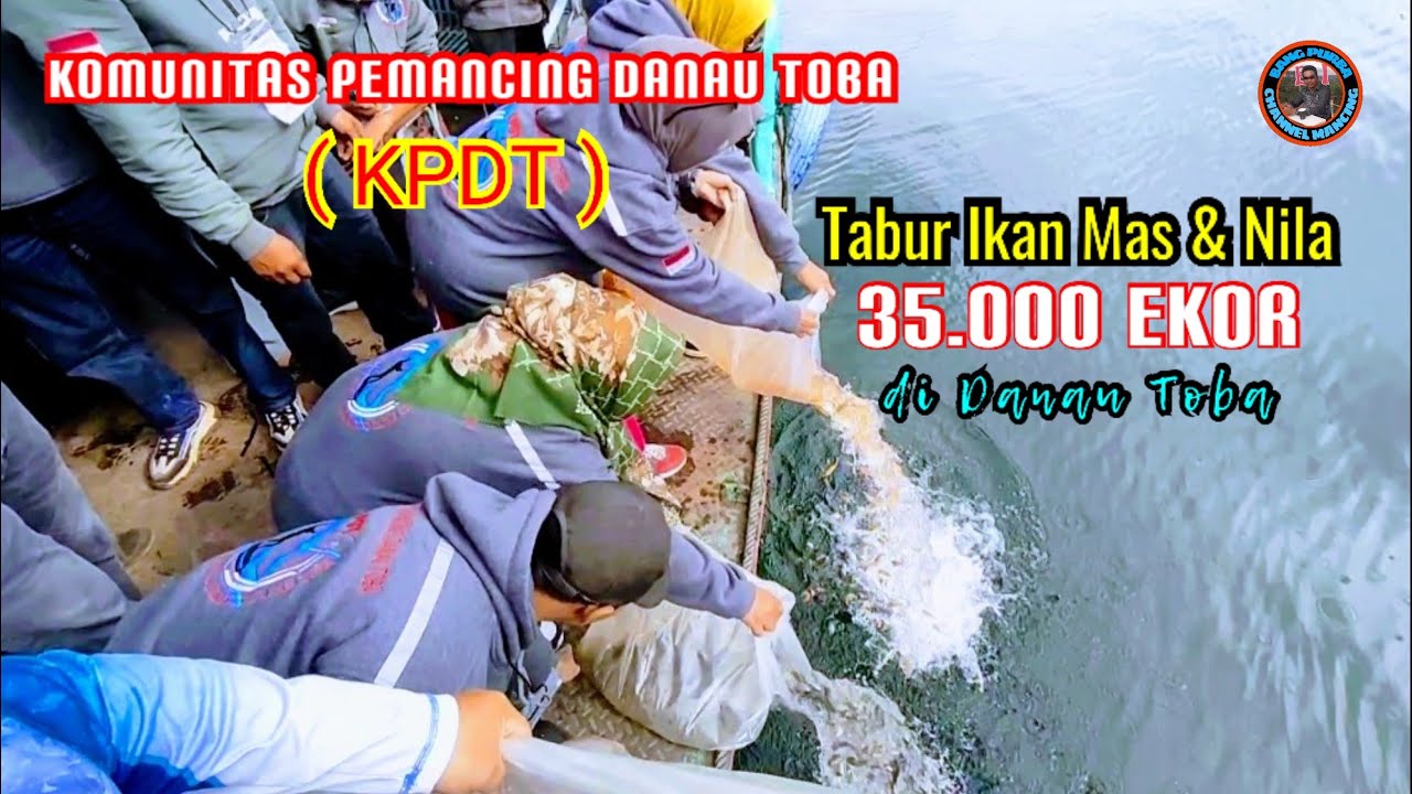 35 ribu Ikan Mas Nila ditabur ke Danau Toba