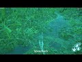 | UPDATED | The Isle Evrima - Cheat Menu / Many Various Functions/ UNDETECTED 2026