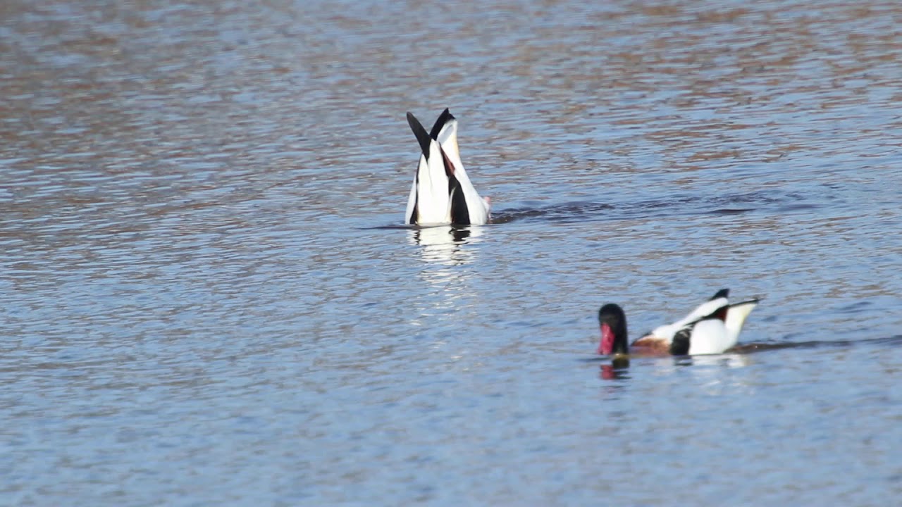 ツクシガモ(Common Shelduck) 冬羽 