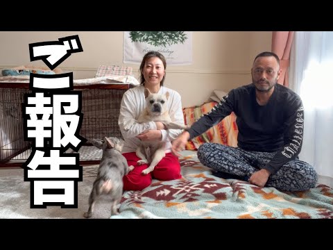 【ご報告】ブルーマールのフレンチブルドッグの子犬が家族になりました!〜コングに弟ができた日〜