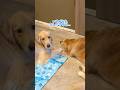納得できない顔すんな#大型犬 #ゴールデンレトリバー