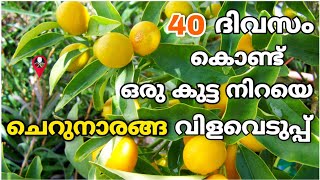 ചെറുനാരങ്ങ പെട്ടന്ന് കായ്ക്കാൻ | Cherunaranga krishi | Lemon cultivation in malayalam | Prs kitchen Resimi
