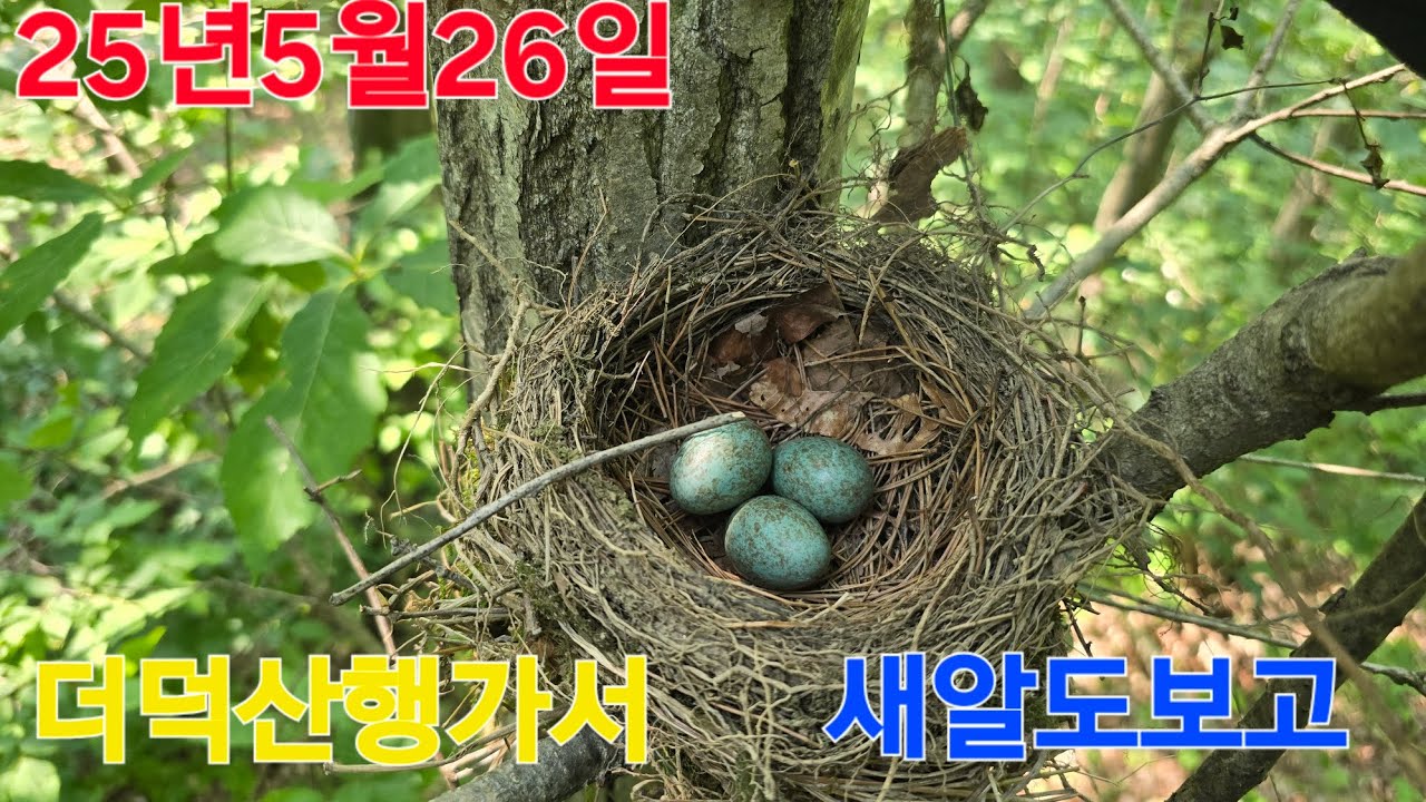 더덕이랑 취나물 산행가서 새집이랑 새알도보고 다람쥐랑 놀다왔어요!!! - YouTube