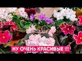 Мои любимые неприхотливые комнатные цветы - фиалки (сенполии)