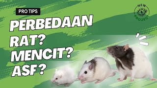 Apa perbedaan Rat, Mencit, ASF ??