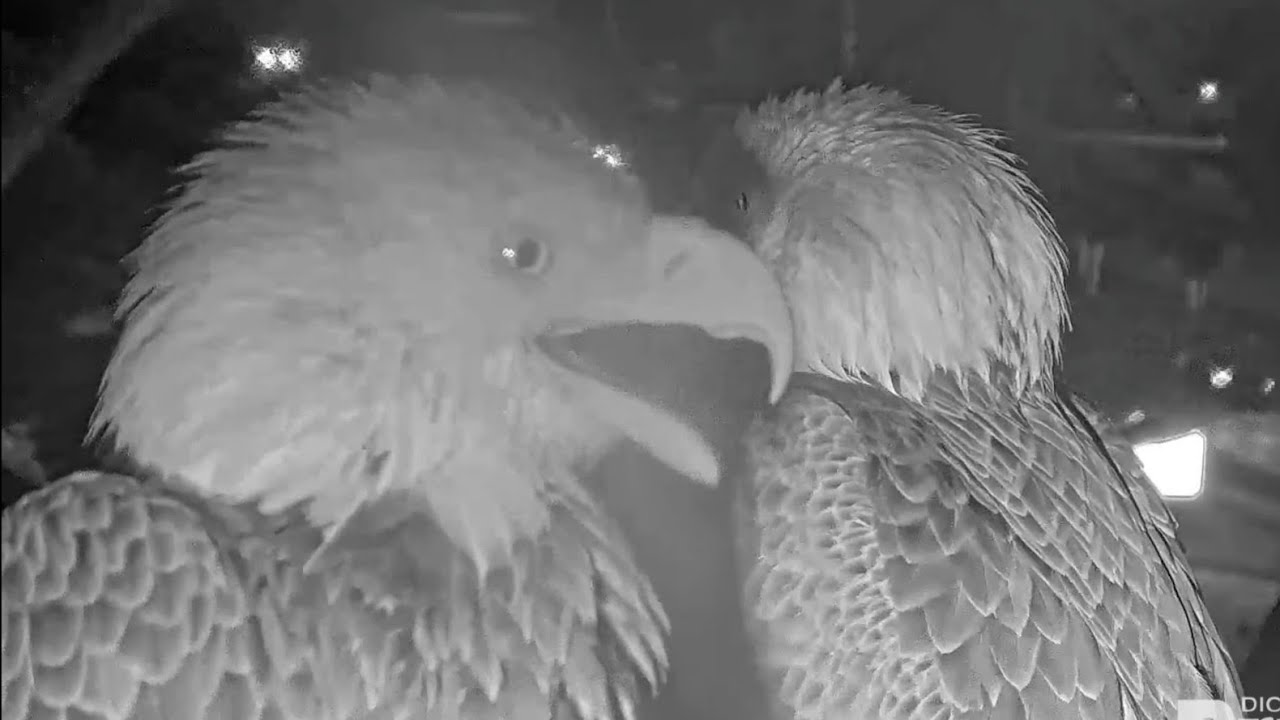 Southwest Florida Eagle Cam M15 kick Intruder eagle lady from his