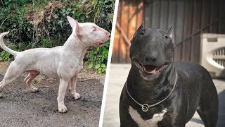 Cosas Que No Sabias De Los Perros Bull Terrier Soycorraje