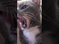マッスルなきんた　Muscle Kinta　#funnycat #キン肉マン