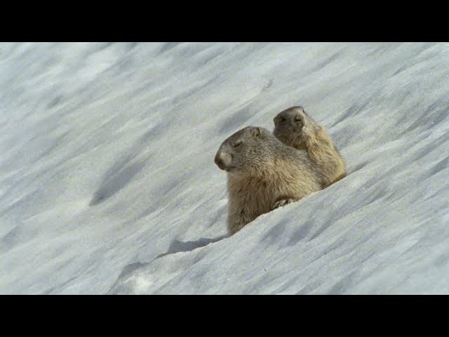 徳永英明 おばちゃんが歌う 春の雪 歌詞付き Youtube 徳永英明 おばちゃんが歌う 春の雪 歌詞付き Youtube