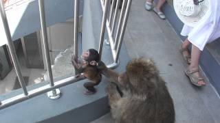 Famous Clip12 Net Worth