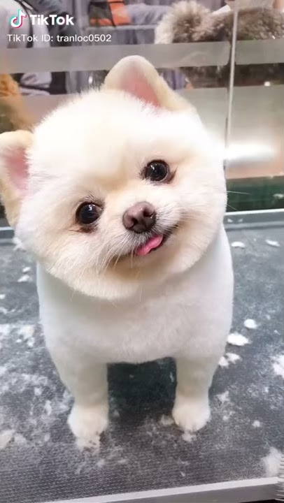 Story WA Anjing Lucu Mirip Boneka