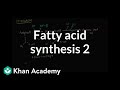 Fatty Acid Synthesis - Part II