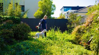 Daisy Destruction Shredded Gardening Takes On An Overgrown Lawn