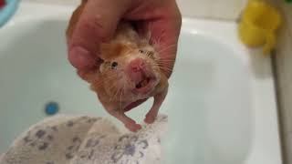Hamster Takes A Bath