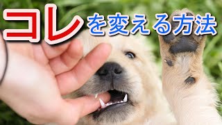 【子犬】甘噛みから解放され痛い思いをせずに済む対処法【しつけ】