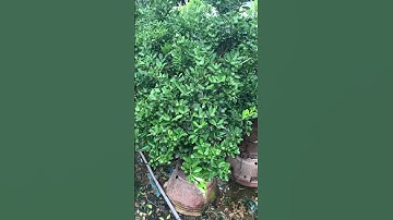 #xuhuong quất tết #quất chum dù #shortsvideo