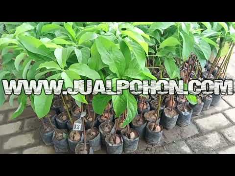 Bibit Buah Alpukat Kelud Ready Stok Banyak Siap Tanam