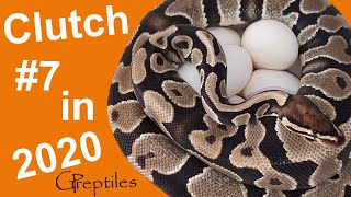 Keep your fingers crossed on this one! Ball Python Clutch #7 in 2020!