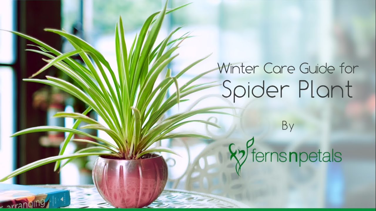 The complete guide to caring for spider plants - Gardening4Joy