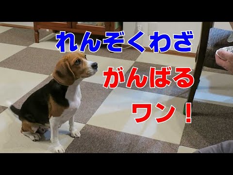 れんぞくわざ 【おてんばビーグルふくちゃん】その217
