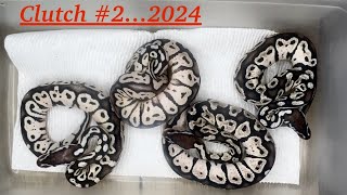 Ball pythons.. Clutch #2 of 2024…. Pastel (TSK) Axanthic x Pastel (TSK) Axanthic hatchlings