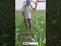 Cara ampuh membasmi rumput pada tanaman jagung #shorts