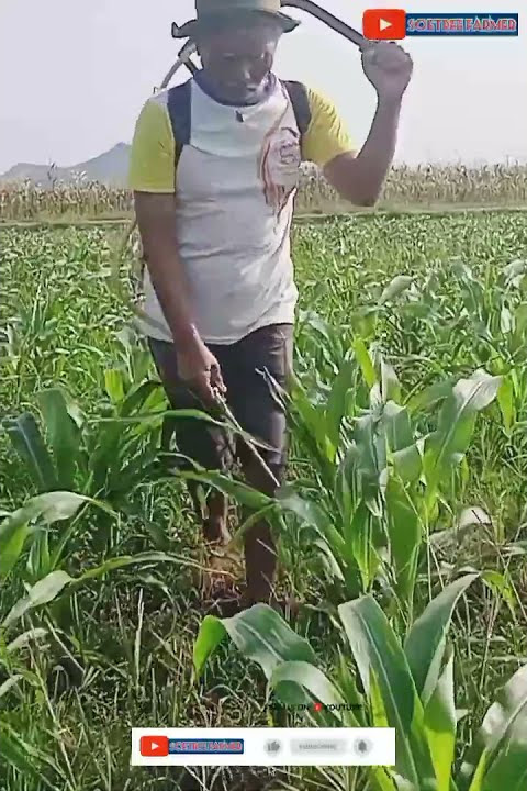 Effective way to eradicate grass on corn plants #shorts