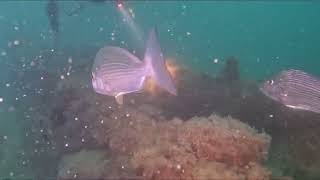 Scuba  Diving Rockingham Wreck Trail, April 2024