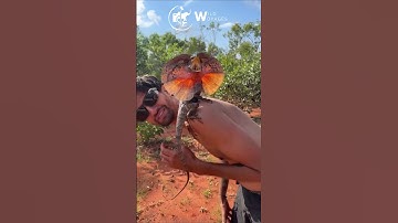 Frilled Neck Lizard chases a French man and climbs on his body in outback Australia! #wildanimals