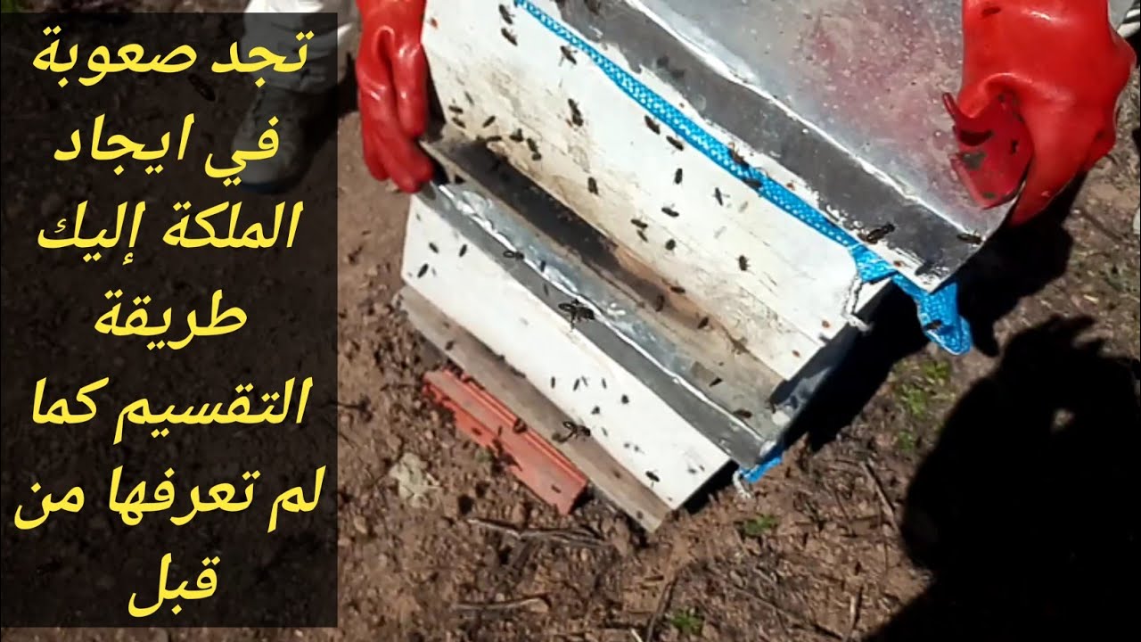 تقسيم خلايا النحل  بطريقة النفاضة في 28 فبراير 2020