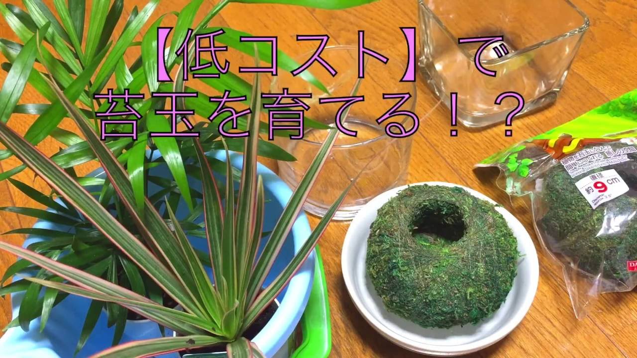 かんたんで可愛いからと迎え入れた 苔玉 それからどう育てていますか キナリノ