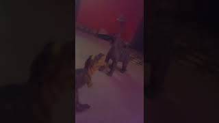 Dinosaur Battle S2 Gd7 Tarbosaurus Vs Brachiosaurus Post
