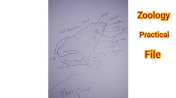 B.sc 2nd year Zoology practical file - (Part 2) Kanpur University