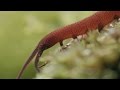 Lens of Time: Velvet Worms—Secret of the Slime | bioGraphic