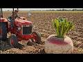 Clever Baby Monkey Drives JCB Tractor on the Farm! Harvesting a Huge Radish