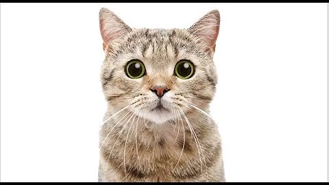 Cats In Our Dimension - INTERDIMENSIONAL GUYS