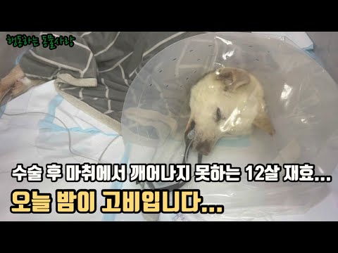 7년을 함께한 재효, 위염전 수술 후 의식이 돌아오지 않습니다