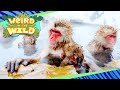 Meet the Monkeys Who Bathe in a Volcanic Hot Tub | WEIRD IN THE WILD