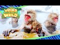 Japanese Macaque: Nature's Snow Monkeys