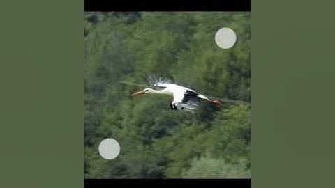 Restore nature view. TouchRetouch 2.0 in-app video tutorial. Advanced example.