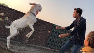 New Baby Bakra | Nasir Vlogs