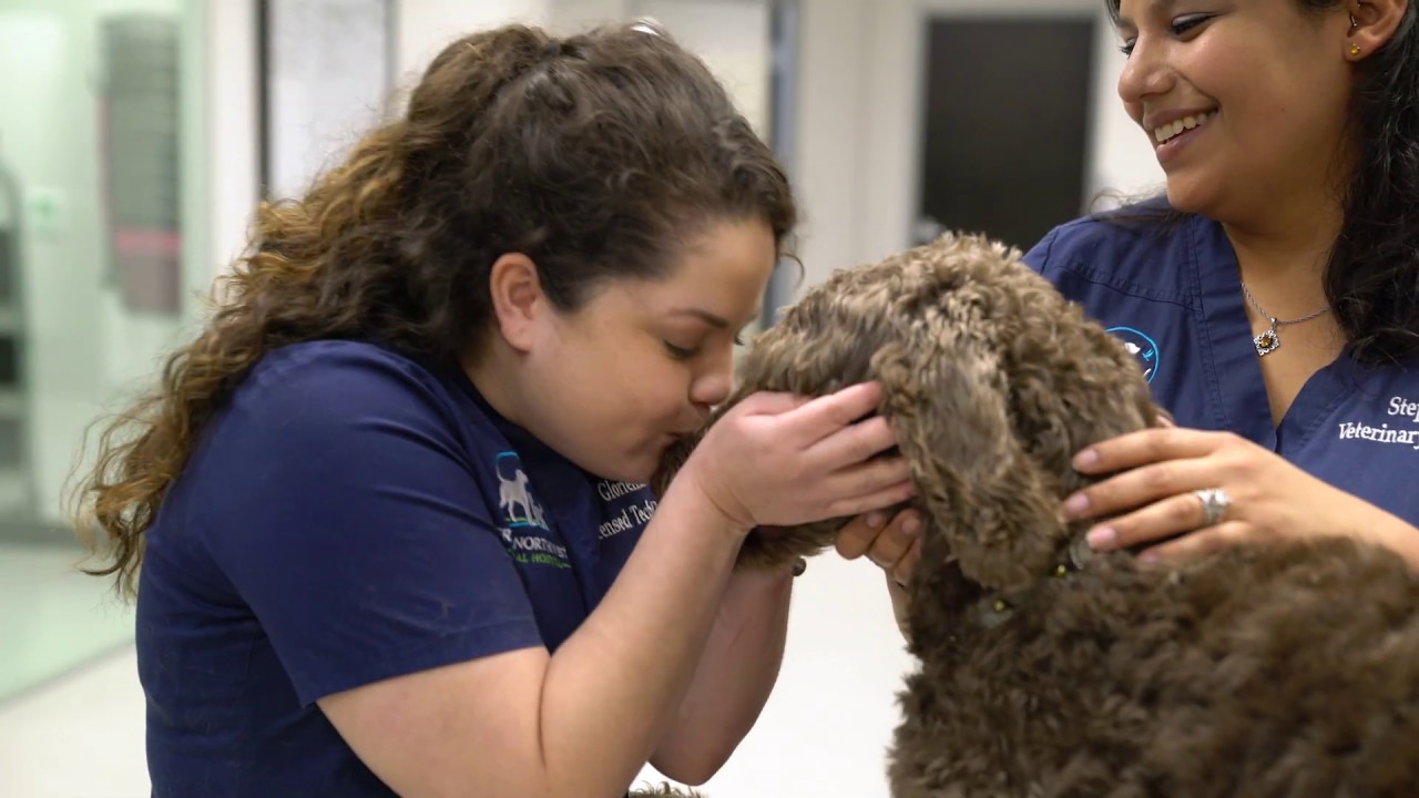 Great Northwest Animal Hospital - Tour of Services