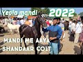 Yeola mandi me aaya shandaar colt marwadi ghode ka bachcha  baby horses in horse market