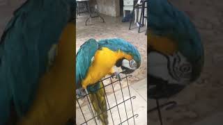 Guacamayo hablando 🗣️🙊