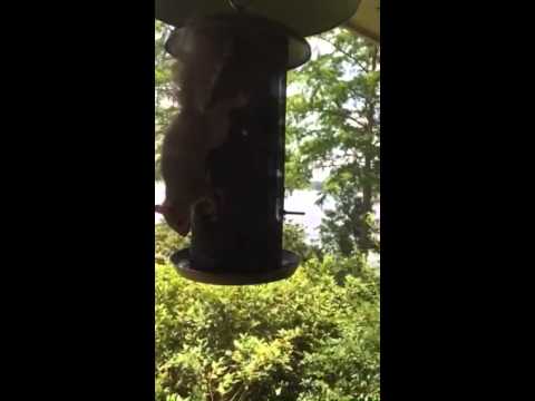 Squirrel Not Baffled By Lowes Squirrel Baffle Youtube