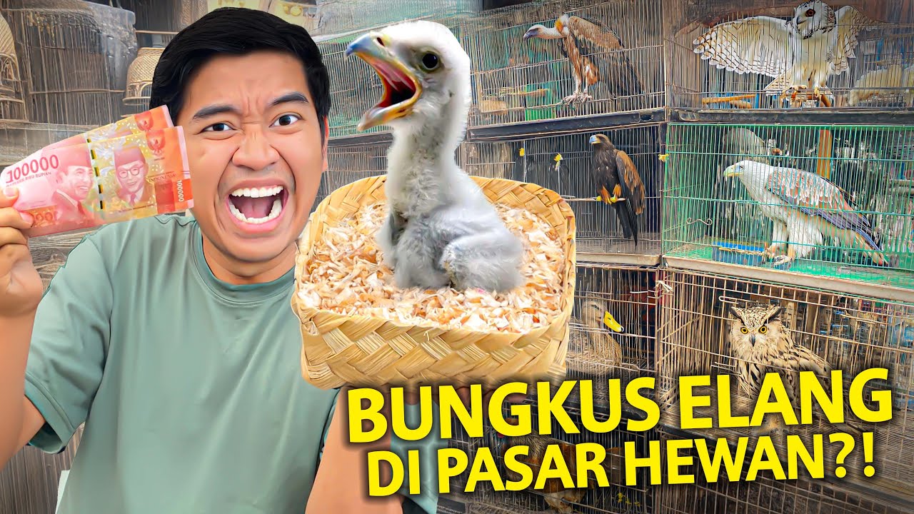 BELI ANAK BURUNG ELANG DI PASAR HEWAN TERBESAR BANDUNG?! GAK PERNAH LIAT INI SEBELUMNYA!
