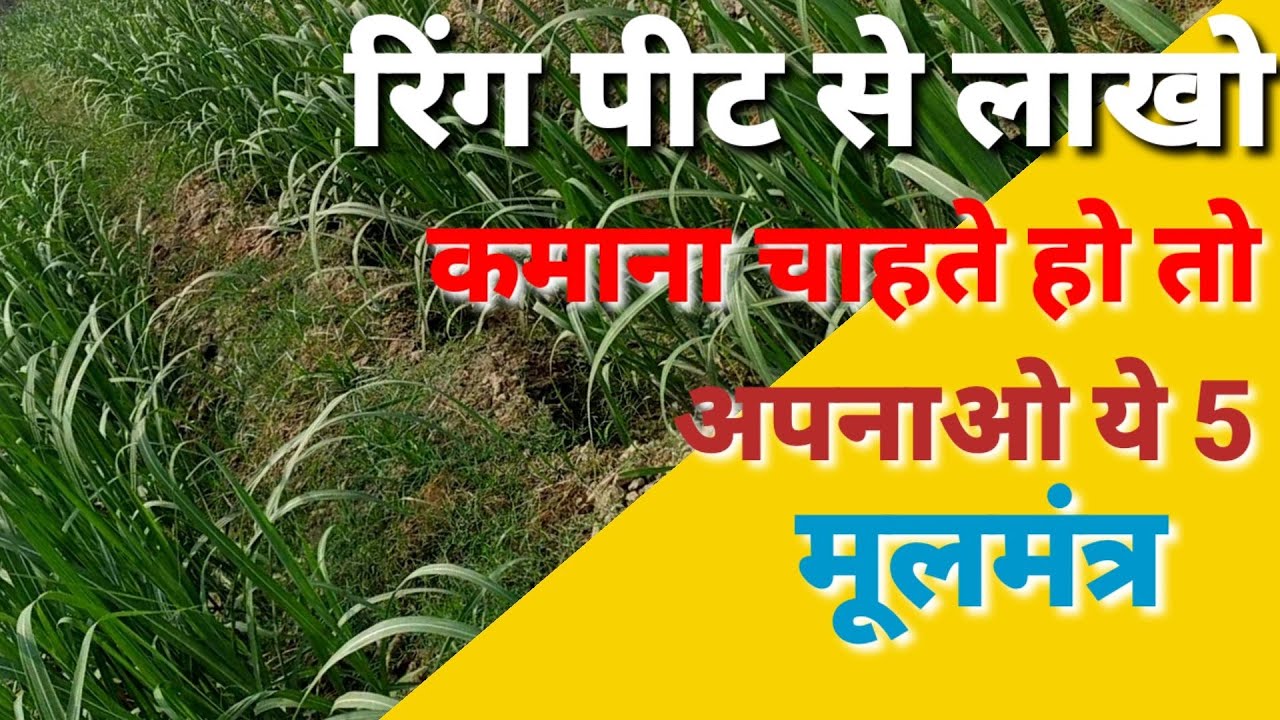 रिंग पिट गन्ना विधि के 5 मूलमंत्र दिलाएंगे 700 कुंटल प्रति एकड़ पैदावार । Ring Pit Ganna Vidhi ।