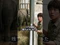 「定年は定年です。飼育エリアには入れません」40年勤めた動物園の老飼育員にクビを告げた新園長。しかし1ヶ月後、看板動物のゾウが餌を食べなくなった—— #Shorts