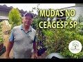 Dicas compra de Mudas no Ceagesp SP